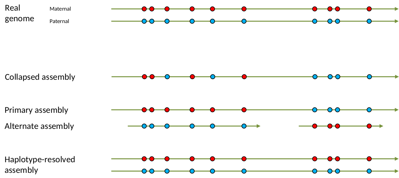 Concepts in phased assemblies