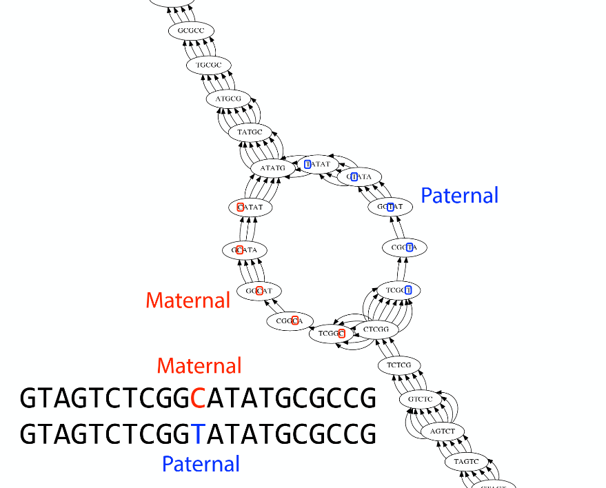 A bubble in the graph. there are a series of nodes which have 5-8 connections pointing from one to the next. Halfway through there is a single base deviation and the 5-mer nodes highlight this single base change. The change results in a split into two strands which shortly reconnect. One strand is labelled Maternal, the other Paternal.