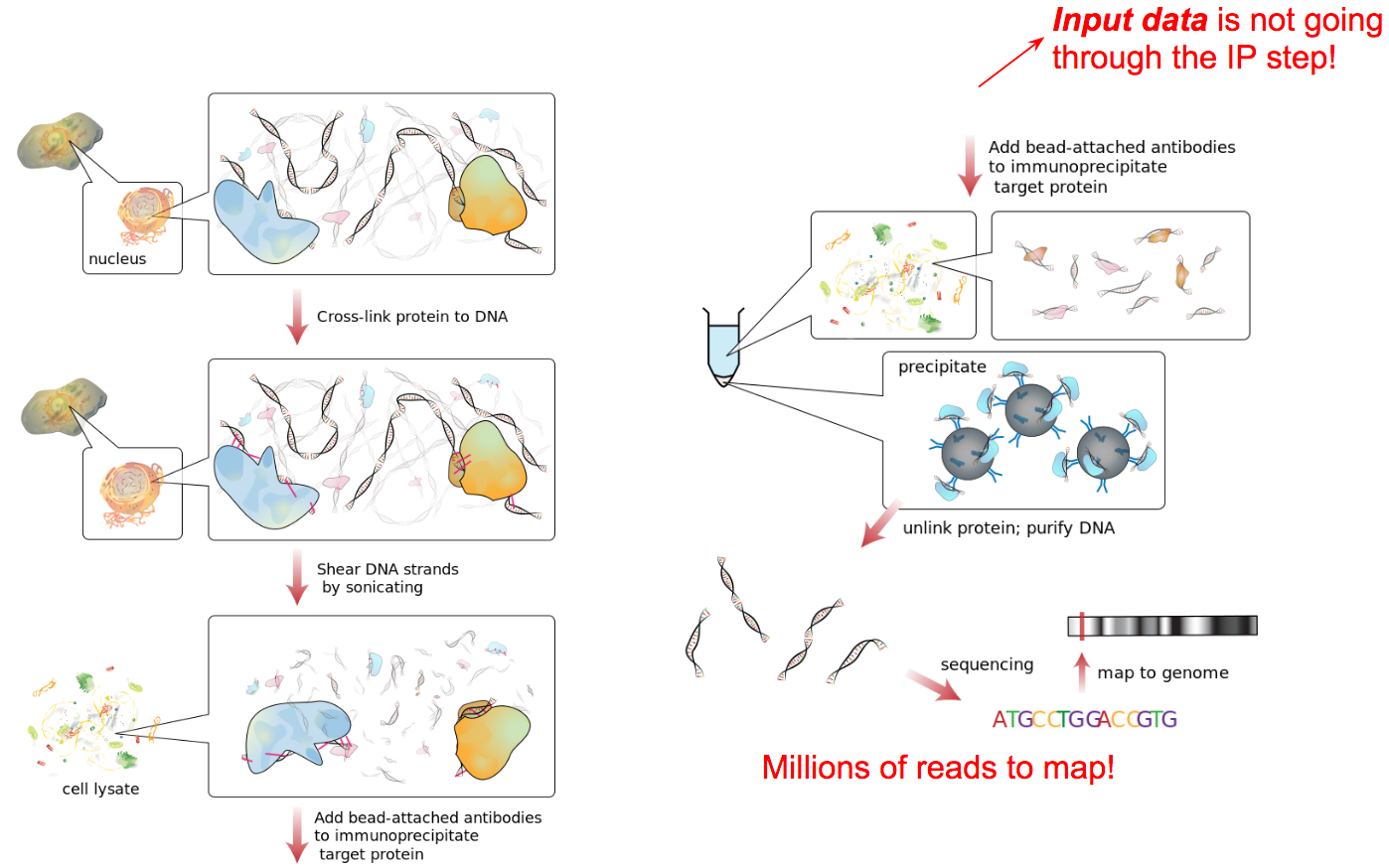 A diagram illustrating the principles of Chromatin Immunoprecipitation Sequencing (ChIP-sequencing), where the location of binding by a specific protein to DNA is investigated. DNA from the nucleus is taken, and cross-linked to protein DNA. This is then sheared by sonication, and the cells are lysed. Bead-attached antibodies are added to immunoprecipitate the target protein. A large red callout says input data is NOT going through the Immunoprecipitation step. The resulting beads with bound protein are sequenced and mapped to the genome. Another bred text says millions of reads to map.