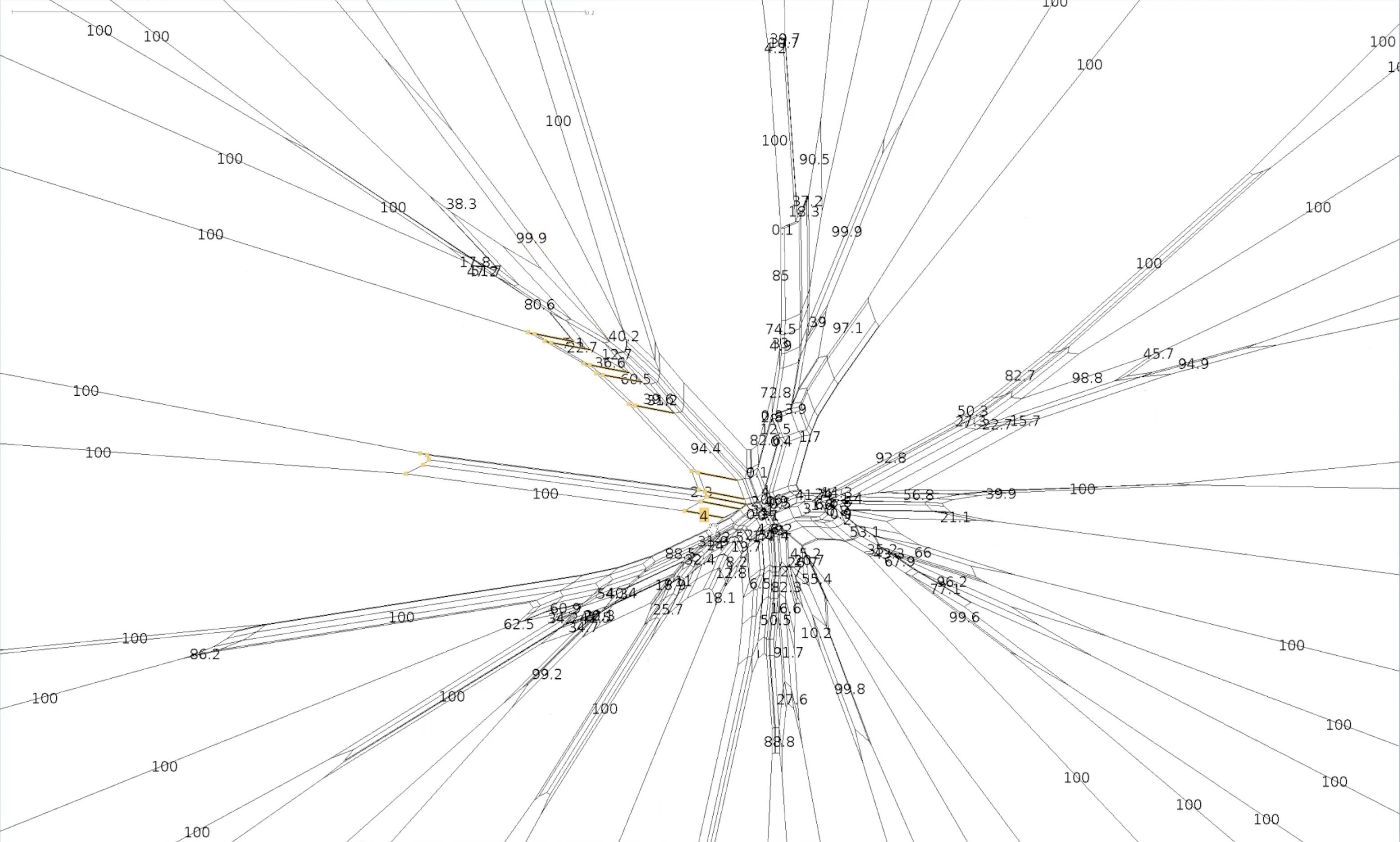 Close up screen shot of a section of a circular phylogenetic network with multiple branches splitting out from a central point. The splits form a star like shape and are annotated with numbers