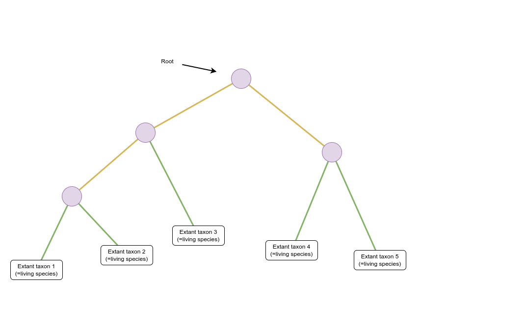 Schematic of a phylogenetic tree where internal nodes are represented by purple circles and extant taxa by white rectangles. Coloured lines represent the relationship between nodes and taxa. The root of the tree is at the top of the image and indicated by an arrow. The tree branches multiple times from this ancestor through additional ancestors forming three clades composed of five extant taxa at the bottom of the image.