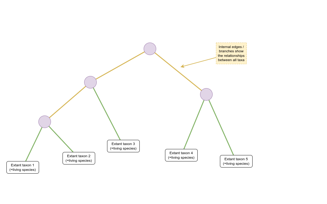 Schematic of a phylogenetic tree where internal nodes are represented by purple circles and extant taxa by white rectangles. Coloured lines represent the relationship between nodes and taxa. An arrow and text box indicates that yellow lines are “Internal edges/branches show the relationships between all taxa”. The root of the tree is at the top of the image. The tree branches multiple times from this node through additional internal nodes forming three clades composed of five extant taxa at the bottom of the image.