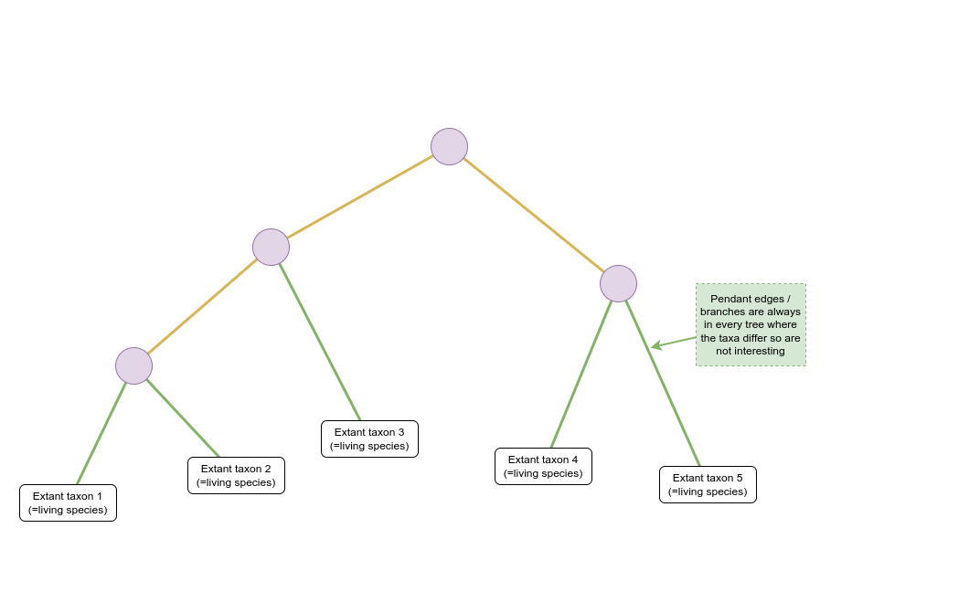 Schematic of a phylogenetic tree where internal nodes are represented by purple circles and extant taxa by white rectangles. Coloured lines represent the relationship between nodes and taxa. An arrow and text box indicates that green lines connecting extant taxa to their nearest common ancestor are “Pendant edges/branches are always in every tree where the taxa differ so are not interesting”. The root of the tree is at the top of the image. The tree branches multiple times from this node through additional internal nodes forming three clades composed of five extant taxa at the bottom of the image.