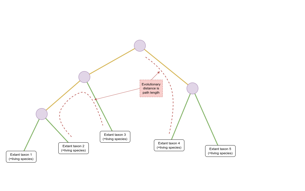 Schematic of a phylogenetic tree where internal nodes are represented by purple circles and extant taxa by white rectangles. Coloured lines represent the relationship between nodes and taxa. The root of the tree is at the top of the image. The tree branches multiple times from this node through additional internal nodes forming three clades composed of five extant taxa at the bottom of the image. Red dotted lines are drawn alongside the branches that form a path between extant taxa 2 and 3, and the root and extant taxa 4. Boxed text and red arrows indicate that the dotted lines are “Evolutionary distance is path length”.