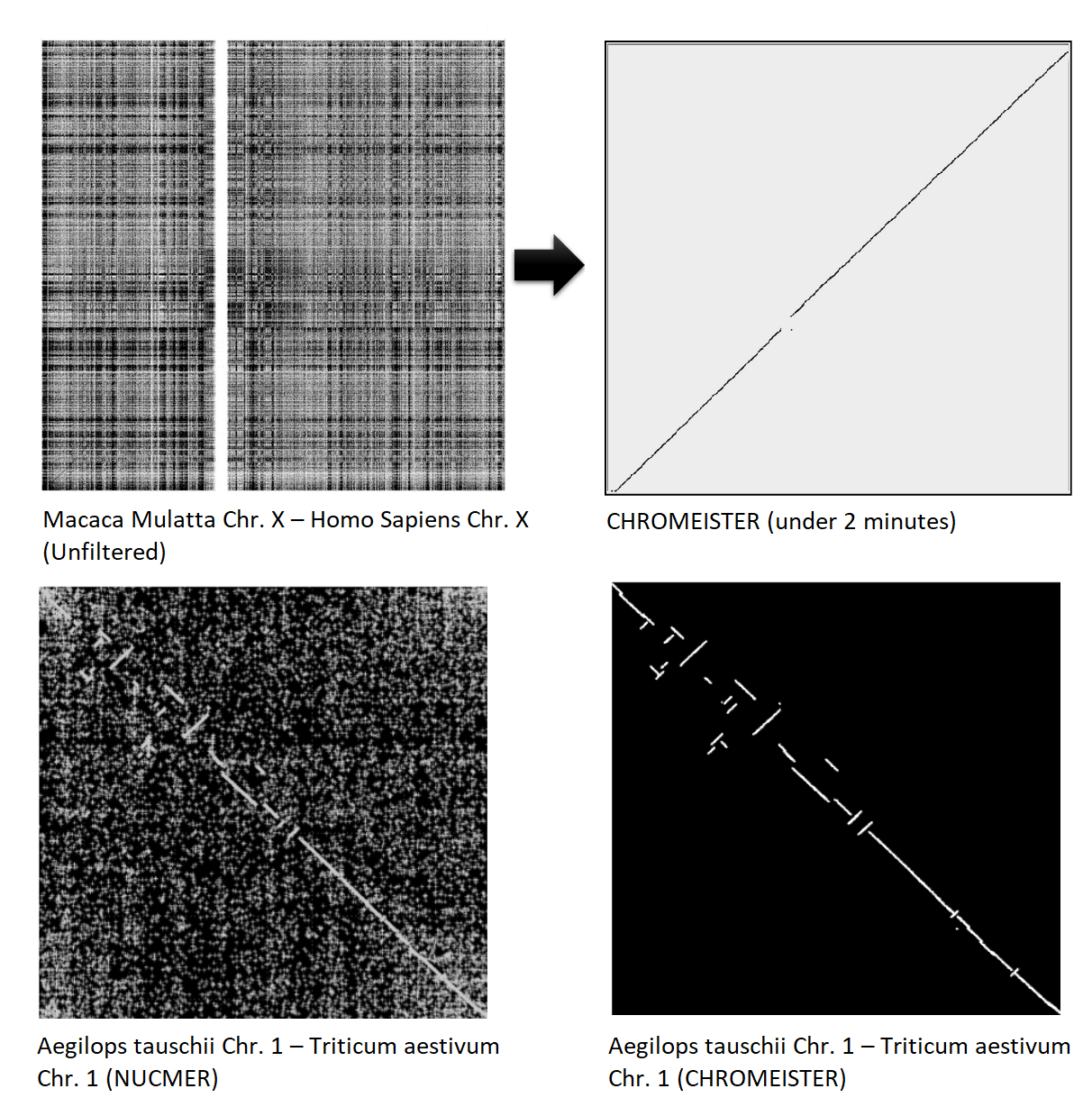 A low signal to noise ratio dot plot plot labelled Macaca Mulatta Chr X vs Homo Sapiens Chr X is reduced to a diagonal line via CHROMEISTER under 2 minutes. Below an Aegilops tauschii Chr.1 vs Triticum aestivum Chr 1 produced with NUCMER is reduced to a very clear dot plot with CHROMEISTER.