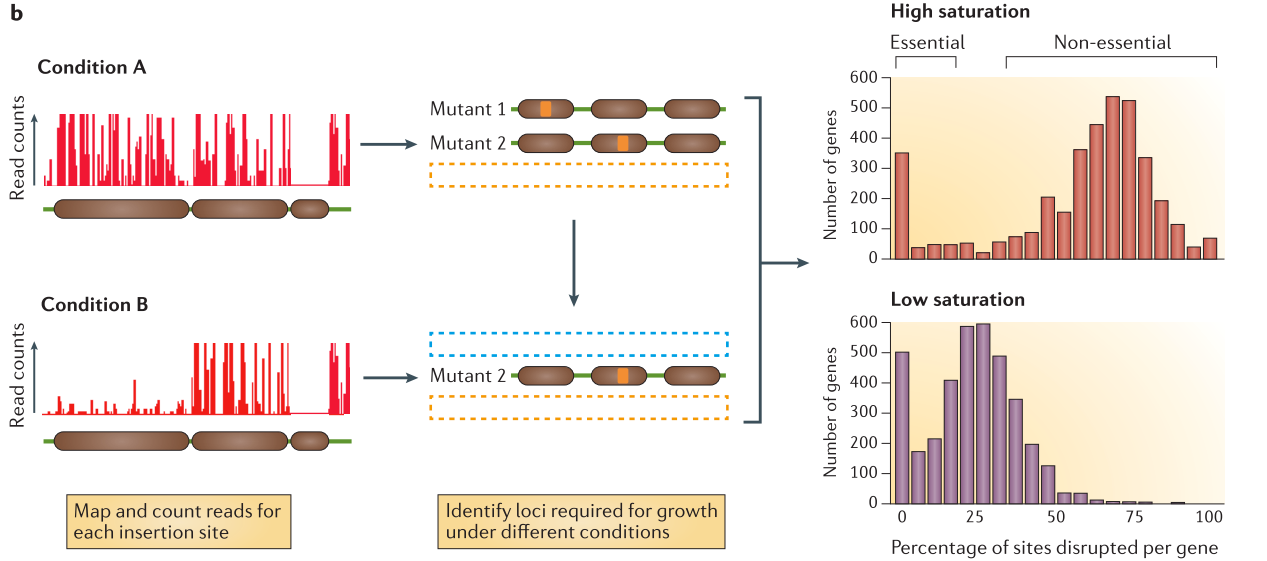 Description of tnseq method