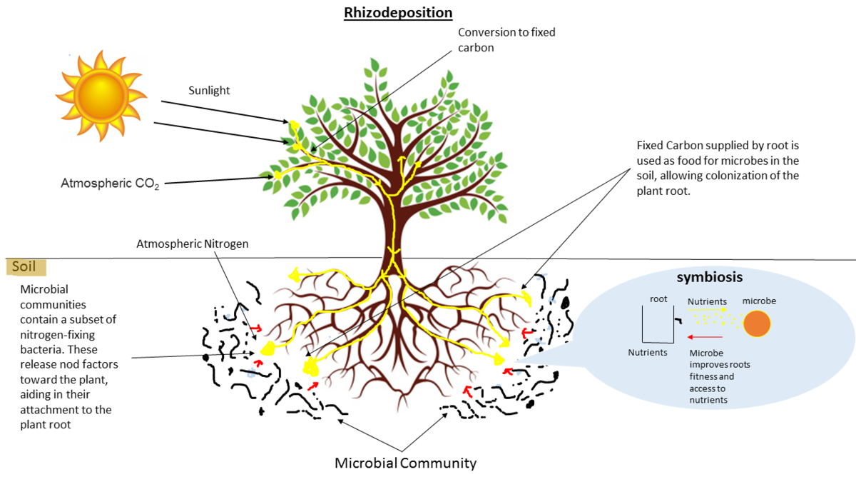 Rhizodeposition: image of a tree converting sun and CO2 into fixed carbon used as food for soil microbes.