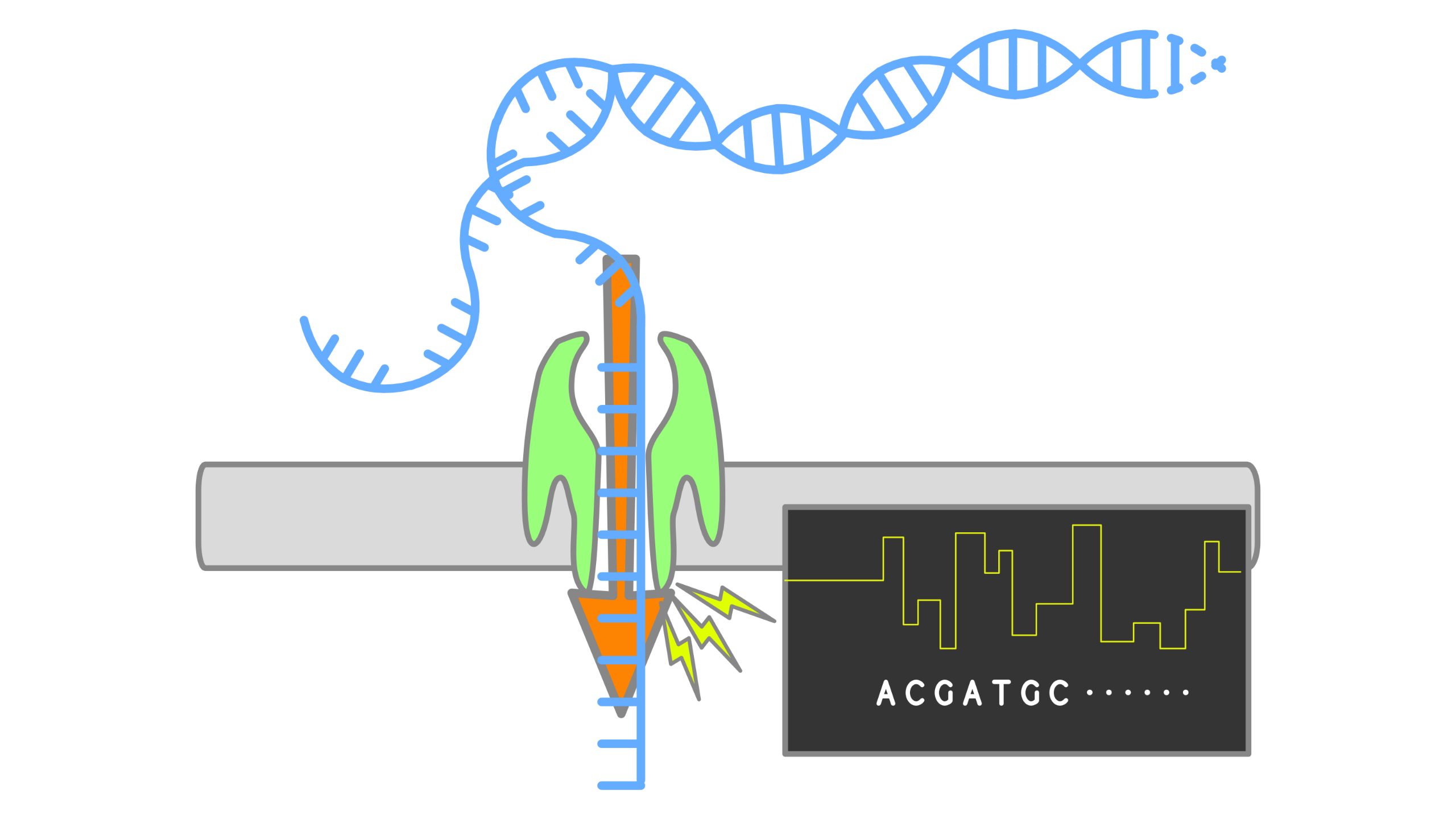 How nanopore sequencing works