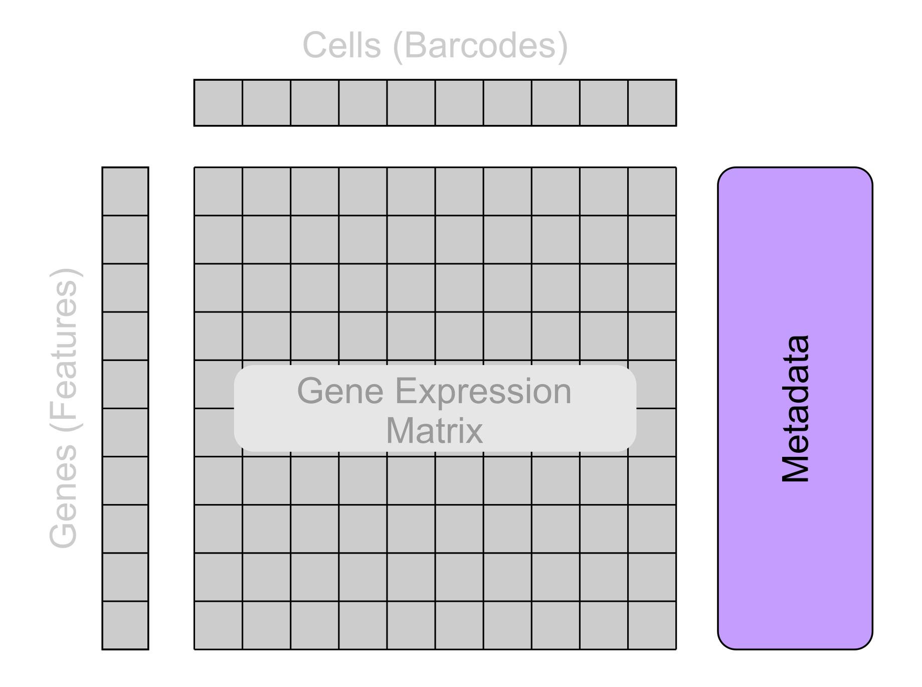 Basic structure of single-cell data with the other metadata section highlighted