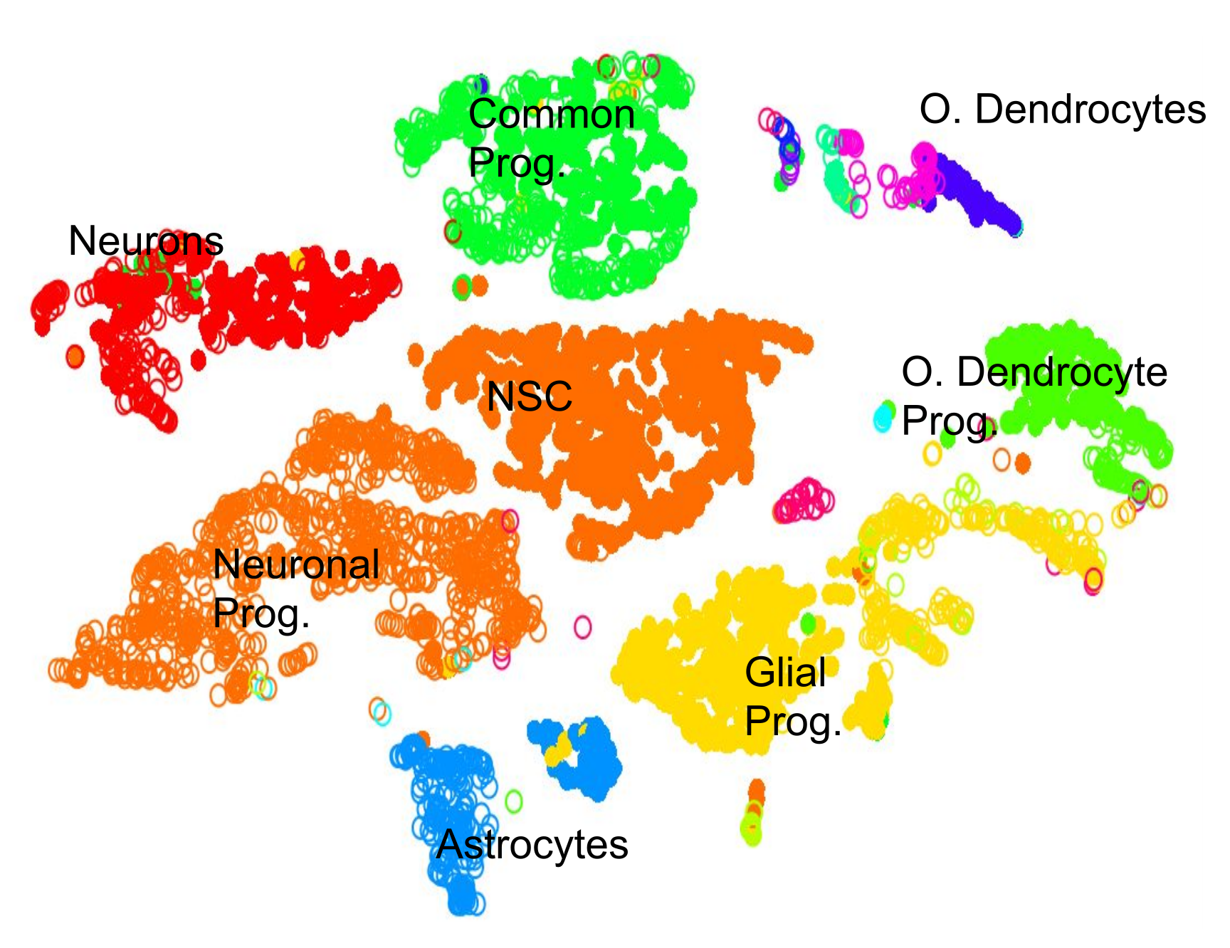 Same scatter plot with clustering as before, but now the clusters are labelled things like Neurons, NSC, Glial Prog., Astrocytes, etc.