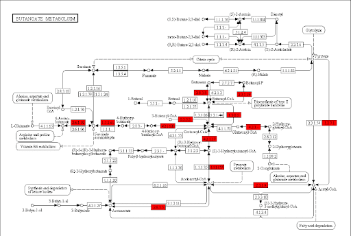 butanoate metabolic pathway